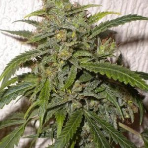 Nirvana Sky from Flash Seeds