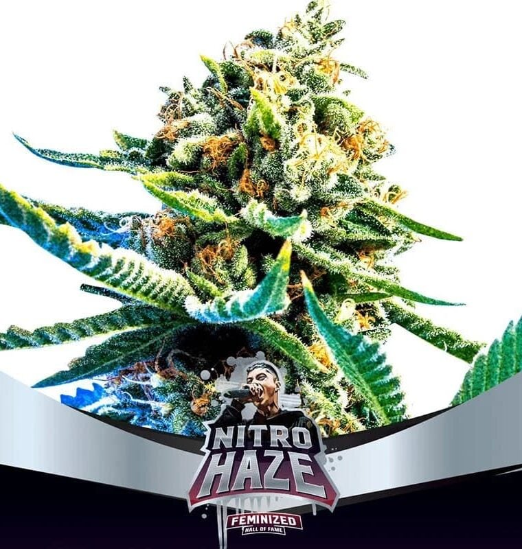 Nitro Haze by BSF Seeds – Depression – Good for outdoor grow – Sativa Dominant – image 1 – Seed City
