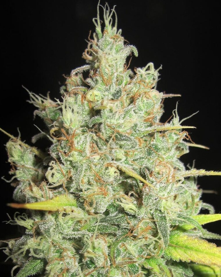 Image 1 of Nord Stream Gas cannabis by Ultra Genetics – Orange – Suited for indoor growing – Indica-heavy – Seed City