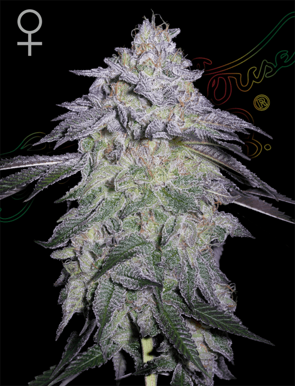 Nori Cake cannabis seeds – Earthy – 12/12 Photoperiod – Super Strength – image 1 from Seed City