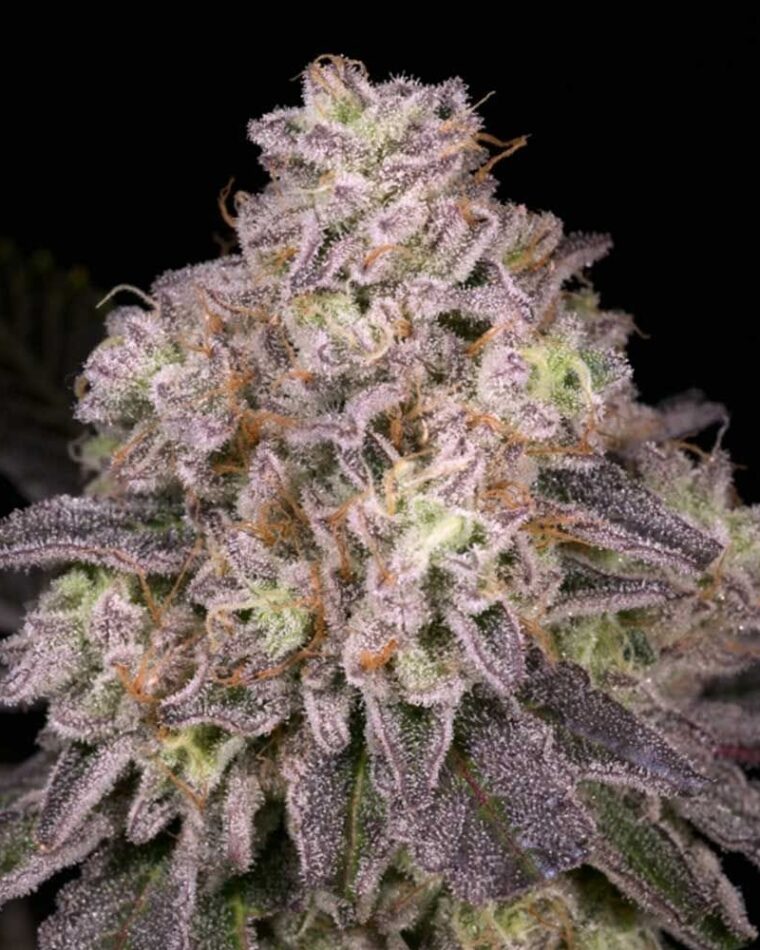 North Star by Archive Seeds – Outdoor – Regular – Berry – image 1 – Seed City