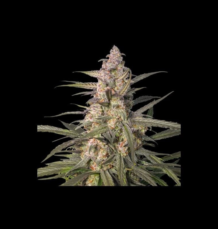 Northern Dragon Fuel Auto by Super Sativa Seed Club – Fuel – Auto-Flowering – Uplifting – image 1 – Seed City