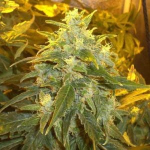 Image 1 of Northern Light cannabis by Nirvana Seeds – Indica – Short (up to 80cm) – Earthy – Seed City