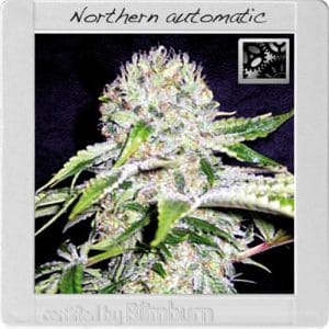 Northern Light Automatic by BlimBurn Seeds – Creative – Mostly Indica – Auto-Flowering – image 1 – Seed City
