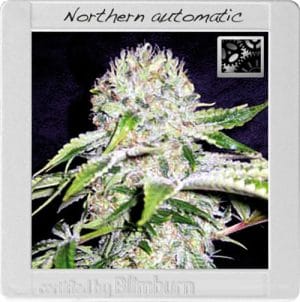 Northern Light Automatic