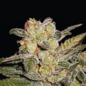 Feminized – Outdoor – Auto-Flowering – Northern Light Auto strain – image 1 – from Expert Seeds via Seed City