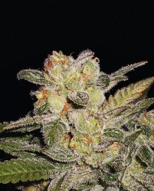 Northern Light Auto
