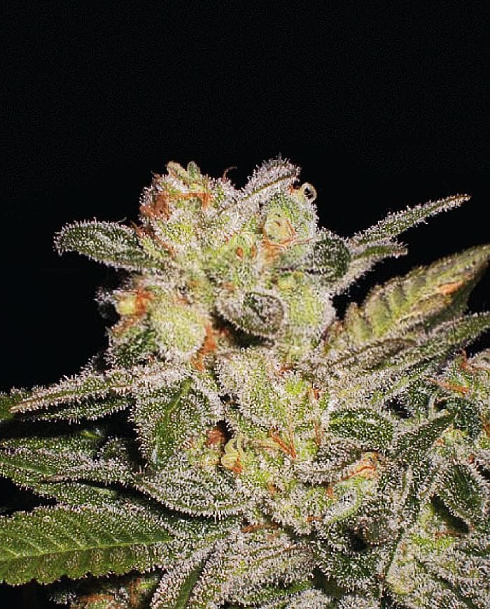 Feminized – Outdoor – Auto-Flowering – Northern Light Auto strain – image 1 – from Expert Seeds via Seed City