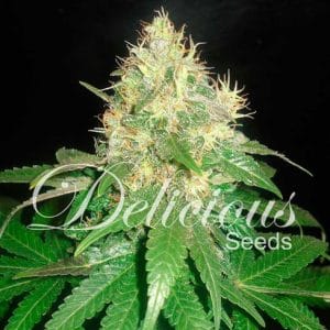 Northern Light Blue cannabis seeds – Indica – Super Strength – 12/12 Photoperiod – image 1 from Seed City