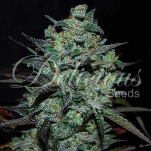 Northern Light Blue – THC Free