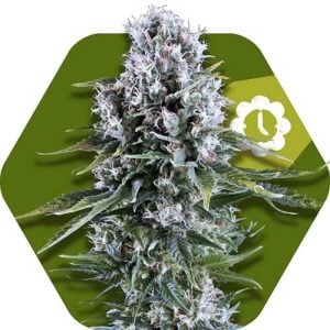Northern Light XL Auto