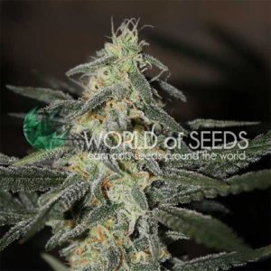 Northern Light x Big Bud Early
