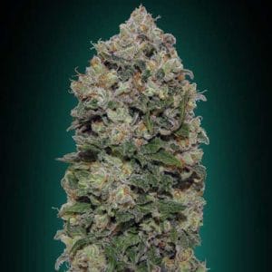 Northern Lights by OO Seeds – Guaranteed female plants – 12/12 Photoperiod – Outdoor cultivation – image 1 – Seed City