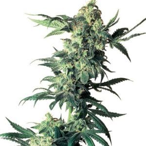 Northern Lights cannabis seeds – Regular – Suited for indoor growing – 12/12 Photoperiod – image 1 from Seed City
