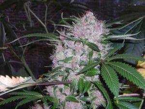 Northern Lights