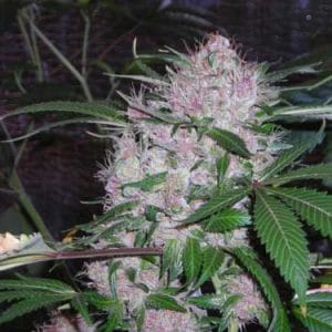 Northern Lights cannabis seeds – 12/12 Photoperiod – Guaranteed female plants – Indica-heavy – image 1 from Seed City