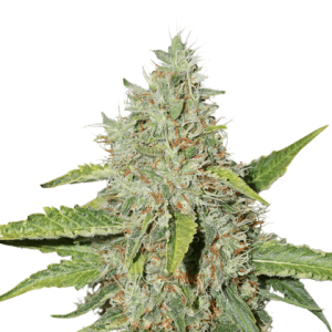 Image 1 of Northern Lights cannabis by Seed Stockers – Resistant to Mould – Female seeds – Outdoor – Seed City