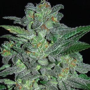 Outdoor cultivation – Relaxing – Sweet – Northern Lights strain – image 1 – from Expert Seeds via Seed City