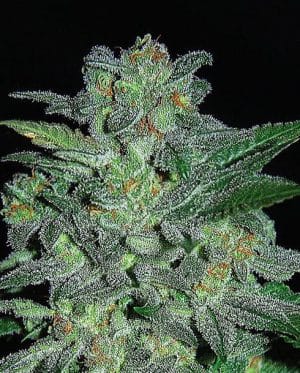 Northern Lights