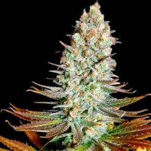 Northern Lights cannabis seeds – Short (up to 80cm) – Large yield – Floral – image 1 from Seed City