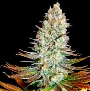 Northern Lights