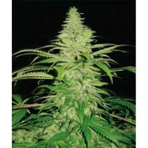 Northern Lights Special by Pyramid Seeds – The End of September – Female seeds – Indica – image 1 – Seed City