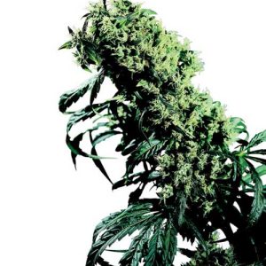 Image 1 of Northern Lights #5 x Haze cannabis by Sensi Seeds – Peppery – 12/12 Photoperiod – Super Strength – Seed City