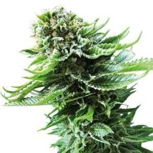 Northern Lights Automatic by Sensi Seeds – Female seeds – Auto-Flowering – Outdoor cultivation – image 1 – Seed City