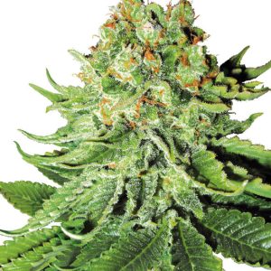 Image 1 of Northern Lights Automatic cannabis by White Label Seeds – Relaxing – Citrus – Mostly Indica – Seed City
