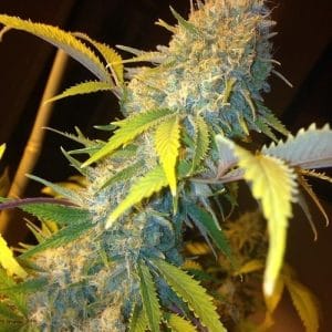 Northern Lights Express Auto cannabis seeds – Indica-heavy – Sweet – Tall (140cm plus) – image 1 from Seed City