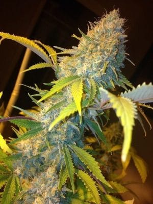Northern Lights Express Auto