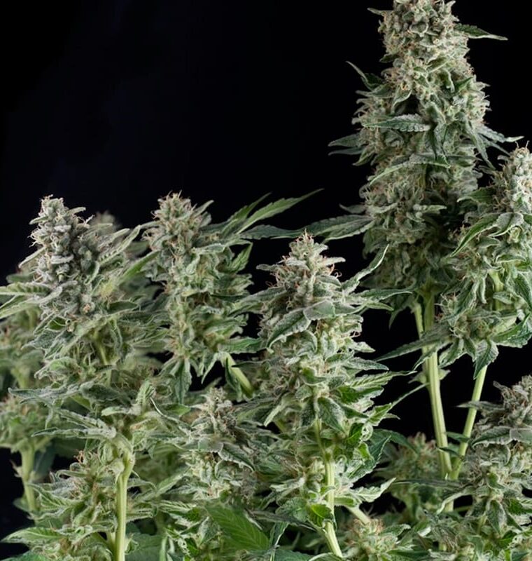 Northern Lights CBD cannabis seeds – Sweet – Body Stone – Beginning of September – image 1 from Seed City