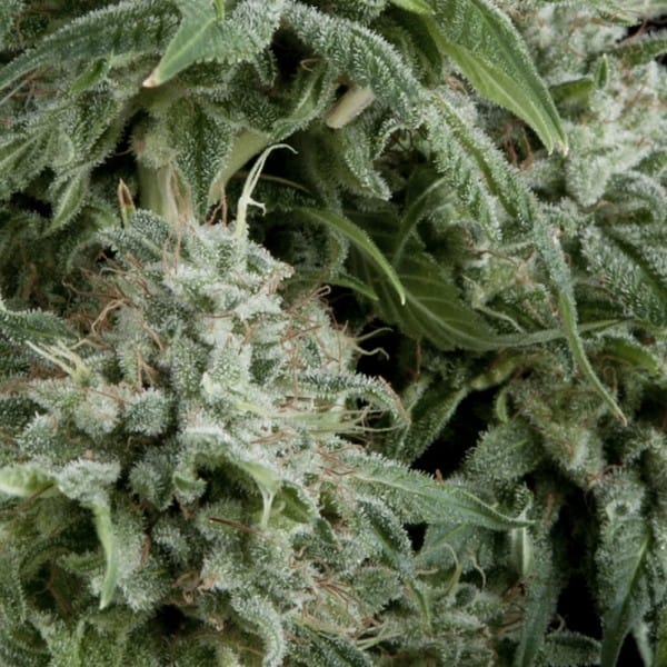 Northern Lights CBD Auto by Pyramid Seeds – Greenhouse – High CBD – Sweet – image 1 – Seed City