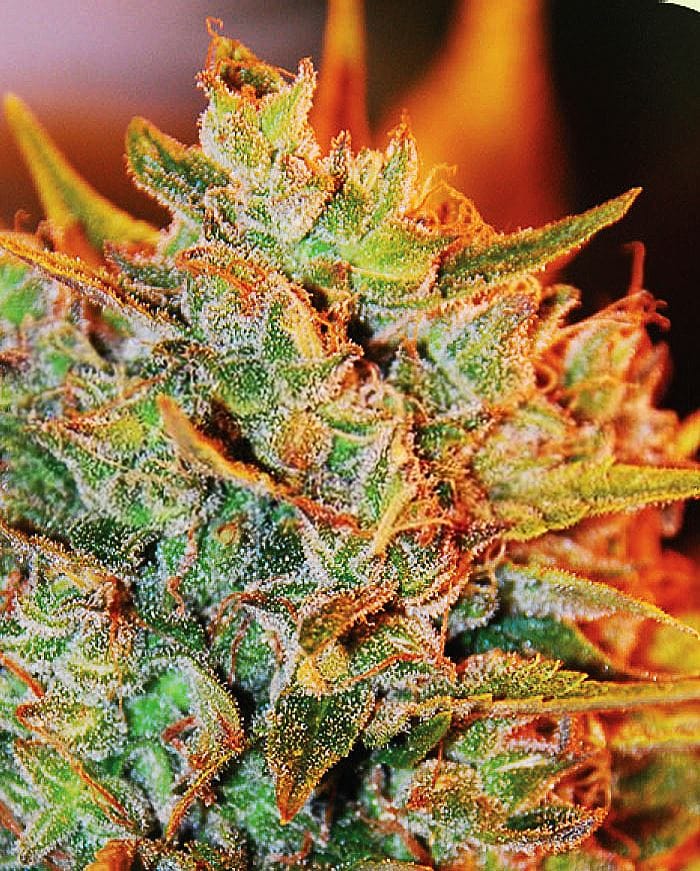 Northern Lights x Big Bud Auto cannabis seeds – Auto-Flowering – Indoor-friendly – Feminized – image 1 from Seed City