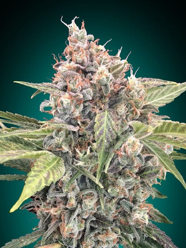 Image 1 of Northern Lights CBD cannabis by OO Seeds – Short (up to 80cm) – Good for outdoor grow – High CBD – Seed City
