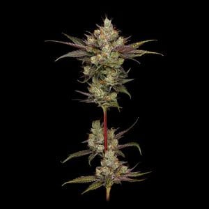 Northern Lights OG by Green Bodhi Seeds – Regular – Fuel – 12/12 Photoperiod – image 1 – Seed City