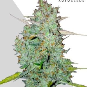 Northern Lights Auto from Auto Seeds