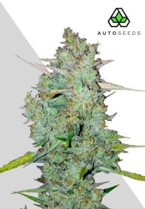 Northern Lights Auto