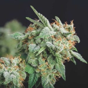Northern Lights x Runtz LIMITED EDITION Gold Line
