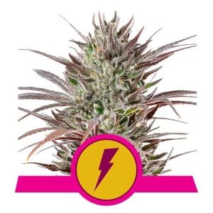 Northern Thunderfuck