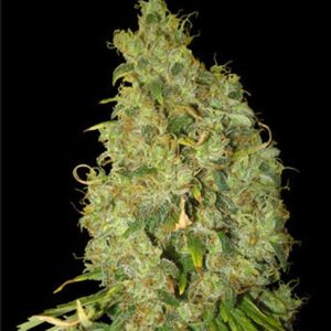 Image 1 of Northern Lights x Skunk cannabis by World of Seeds – Mostly Indica – Female seeds – Incense – Seed City