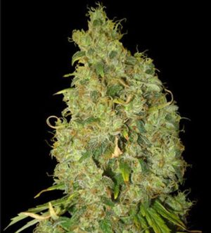 Northern Lights x Skunk