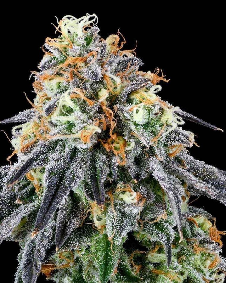 Nose Candi cannabis seeds – Guaranteed female plants – Gassy – Suited for indoor growing – image 1 from Seed City