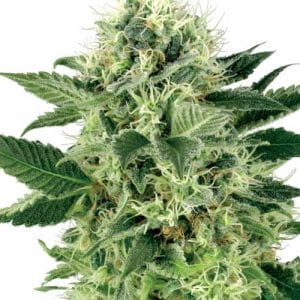 Northern Lights cannabis seeds – Indoor-friendly – Lemon – Feminized – image 1 from Seed City