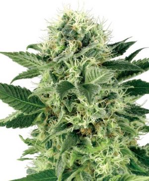 Northern Lights