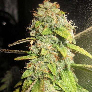Notorious OG cannabis seeds – 12/12 Photoperiod – Female seeds – Sour – image 1 from Seed City