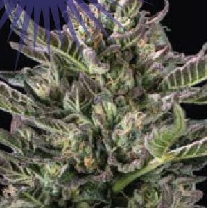 Notorious THC by Humboldt Seed Company – Cerebral – Fuel – Regular – image 1 – Seed City