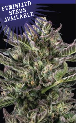 Notorious THC