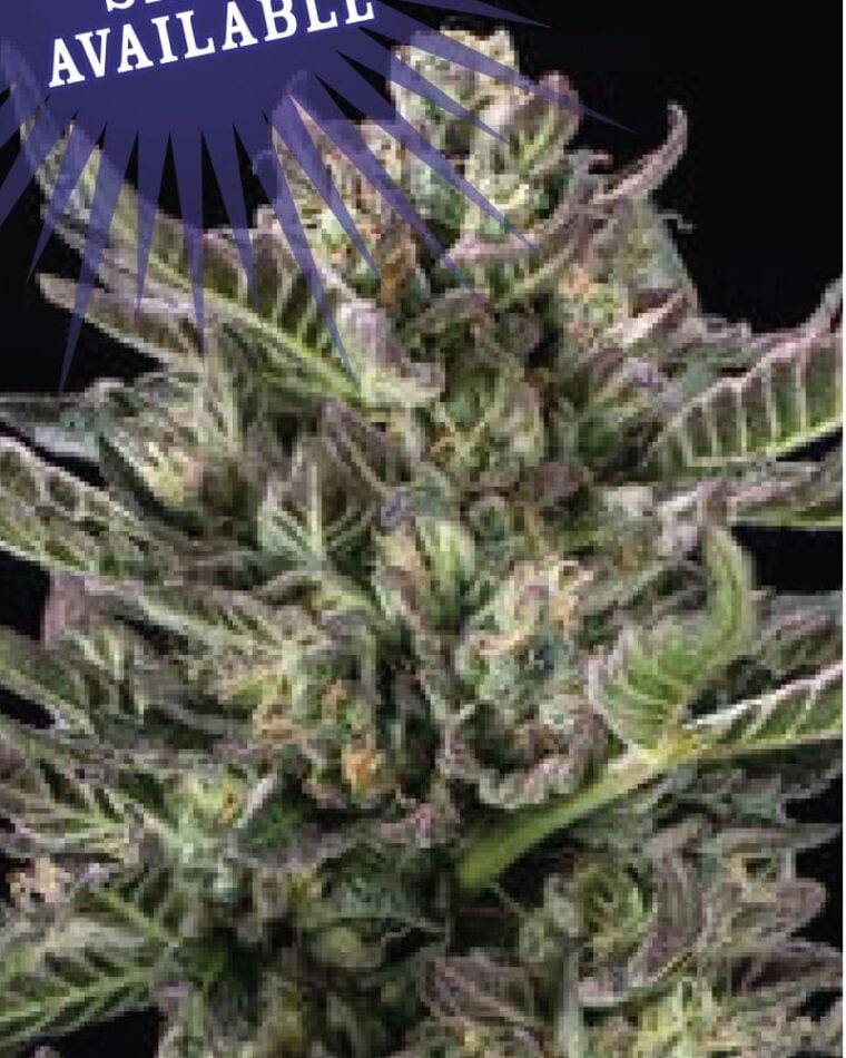 Notorious THC by Humboldt Seed Company – Cerebral – Fuel – Regular – image 1 – Seed City