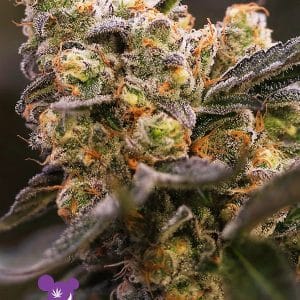 Nova OG cannabis seeds – Indoor-friendly – Mostly Indica – 12/12 Photoperiod – image 1 from Seed City